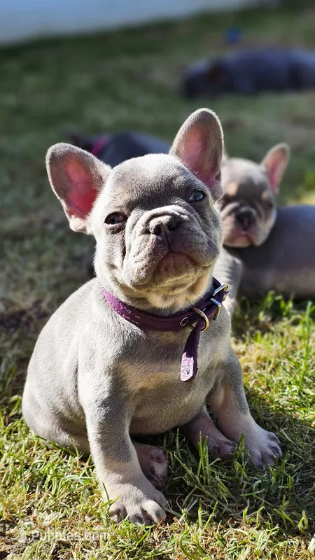 Guinness – French Bulldog puppy for sale in Fennimore, WI