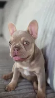 Goldie, a female French Bulldog for sale in Fennimore, WI – 3 of 3
