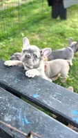 Alya, a female French Bulldog for sale in Fennimore, WI – 6 of 8