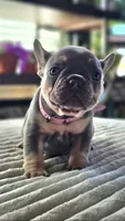 Alya, a female French Bulldog for sale in Fennimore, WI – 5 of 8