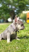 Luna, a female French Bulldog for sale in Fennimore, WI – 7 of 8