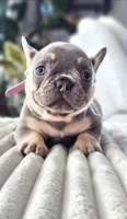 Alya, a female French Bulldog for sale in Fennimore, WI – 3 of 8