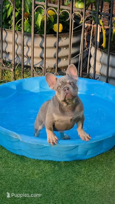 Guinness – French Bulldog puppy for sale in Fennimore, WI