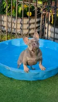Guinness, a male French Bulldog for sale in Fennimore, WI – 1 of 9
