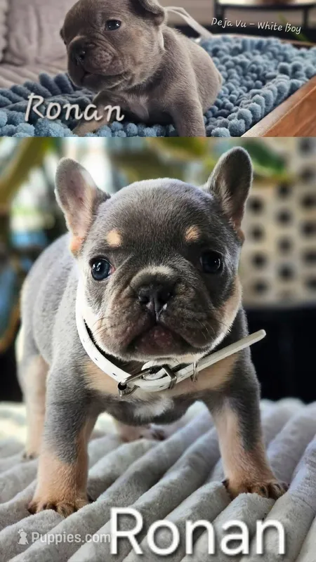 Ronan – French Bulldog puppy for sale in Fennimore, WI