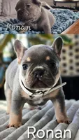Ronan, a female French Bulldog for sale in Fennimore, WI – 1 of 1