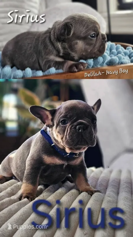 Sirius – French Bulldog puppy for sale in Fennimore, WI
