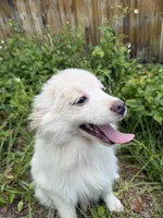 Brad, a male Pomeranian for sale in Land O Lakes, FL – 7 of 8