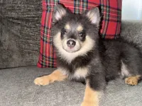 Kai, a male Pomeranian for sale in Land O Lakes, FL – 4 of 6