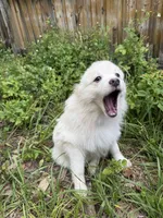 Brad, a male Pomeranian for sale in Land O Lakes, FL – 8 of 8