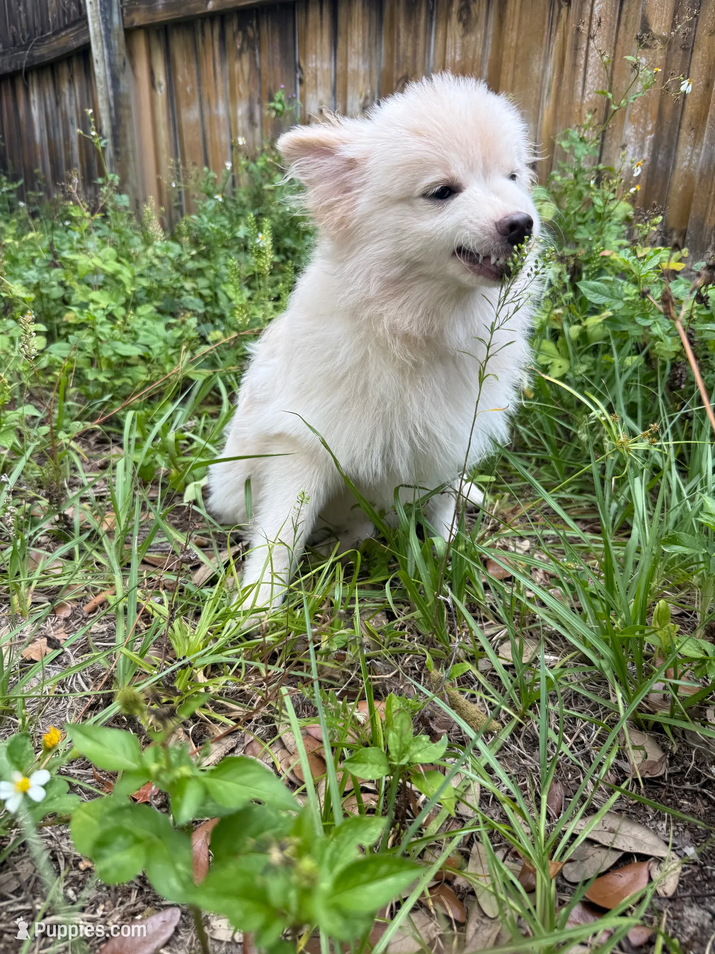Brad, a male Pomeranian for sale in Land O Lakes, FL – 2 of 8