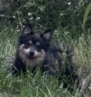 Kai, a male Pomeranian for sale in Land O Lakes, FL – 2 of 6