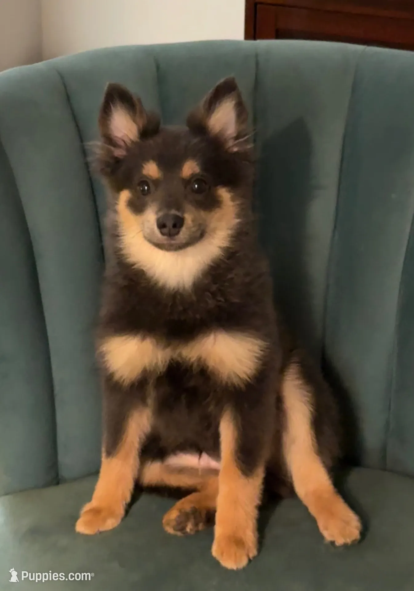 Kai, a male Pomeranian for sale in Land O Lakes, FL – 1 of 6