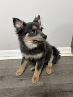 Kai, a male Pomeranian for sale in Land O Lakes, FL – 3 of 6