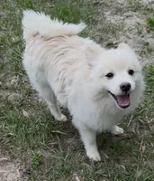 Brad, a male Pomeranian for sale in Land O Lakes, FL – 3 of 8