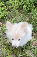 Brad, a male Pomeranian for sale in Land O Lakes, FL – 6 of 8