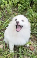Brad, a male Pomeranian for sale in Land O Lakes, FL – 4 of 8