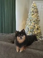 Kai, a male Pomeranian for sale in Land O Lakes, FL – 5 of 6