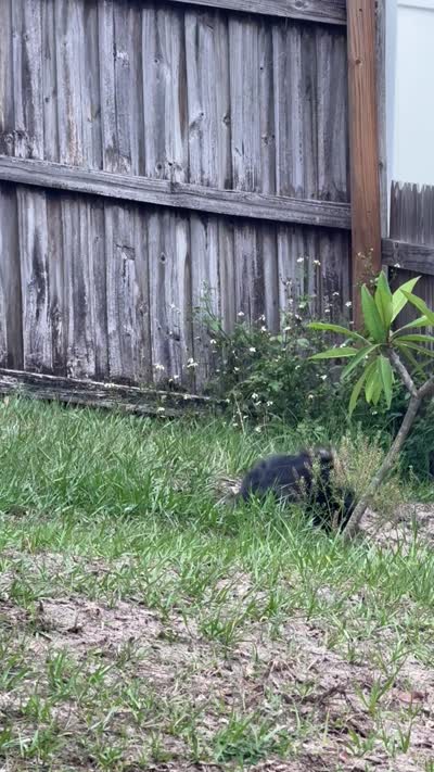 Kai, a male Pomeranian for sale in Land O Lakes, FL – 6 of 6