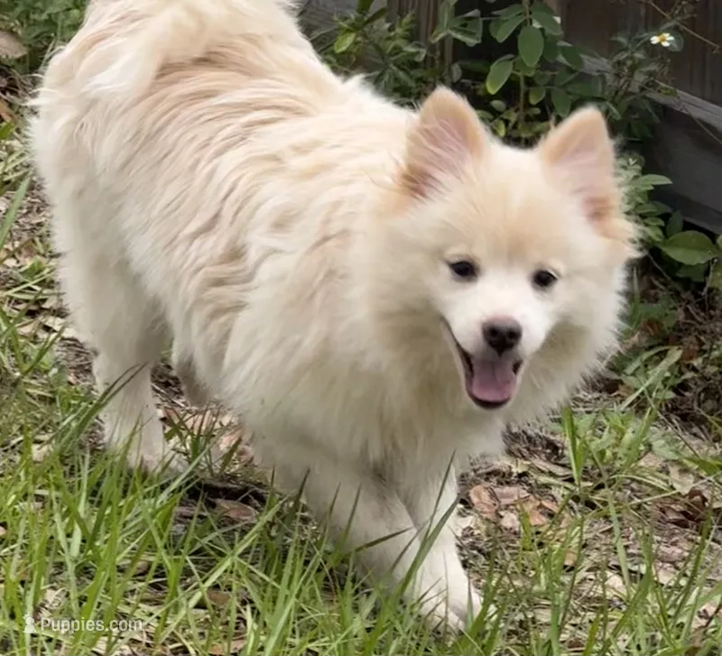 Brad – Pomeranian puppy for sale in Land O Lakes, FL