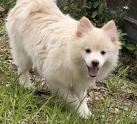 Brad, a male Pomeranian for sale in Land O Lakes, FL – 1 of 8