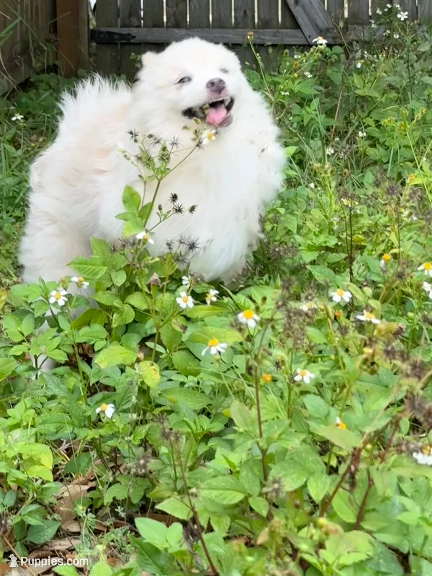 Brad, a male Pomeranian for sale in Land O Lakes, FL – 5 of 8
