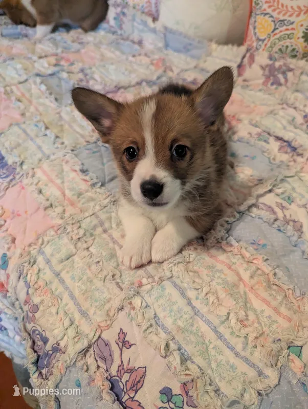 Jolene  – Pembroke Welsh Corgi puppy for sale in Citra, FL