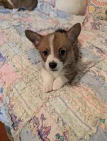 Jolene , a female Pembroke Welsh Corgi for sale in Citra, FL – 3 of 3
