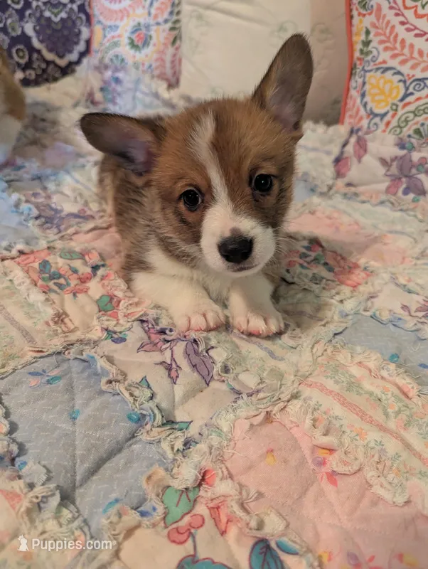 Jolene  – Pembroke Welsh Corgi puppy for sale in Citra, FL
