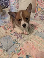 Jolene , a female Pembroke Welsh Corgi for sale in Citra, FL – 1 of 3