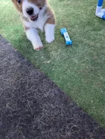 Jolene , a female Pembroke Welsh Corgi for sale in Citra, FL – 2 of 3