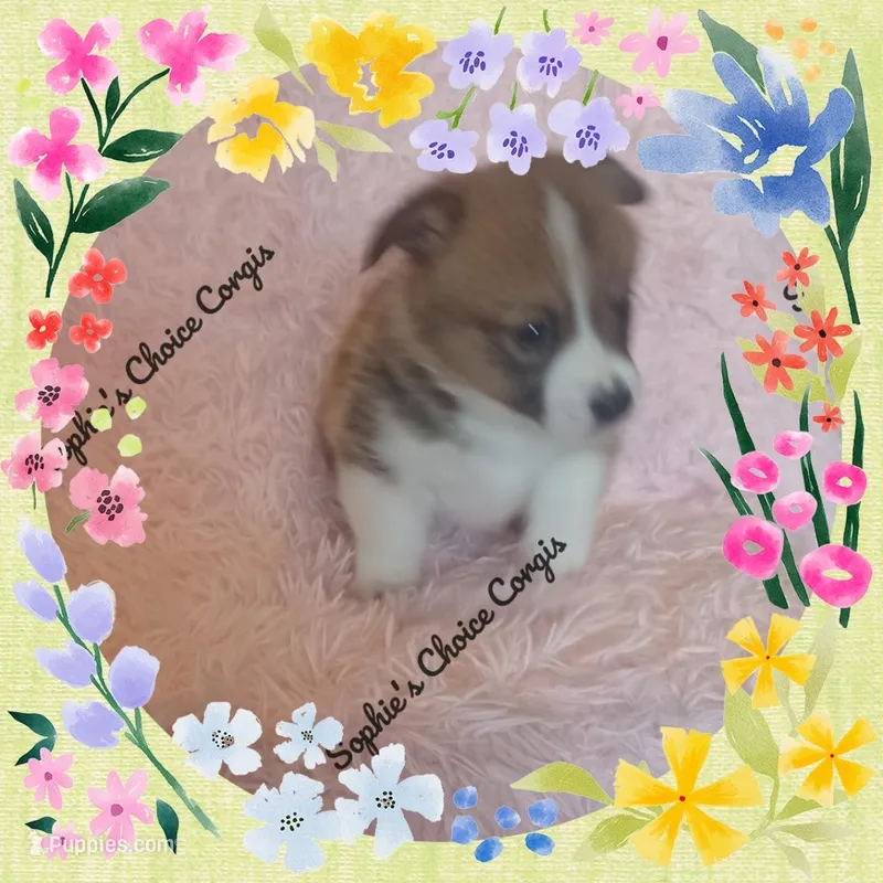 Jolene  – Pembroke Welsh Corgi puppy for sale in Citra, FL