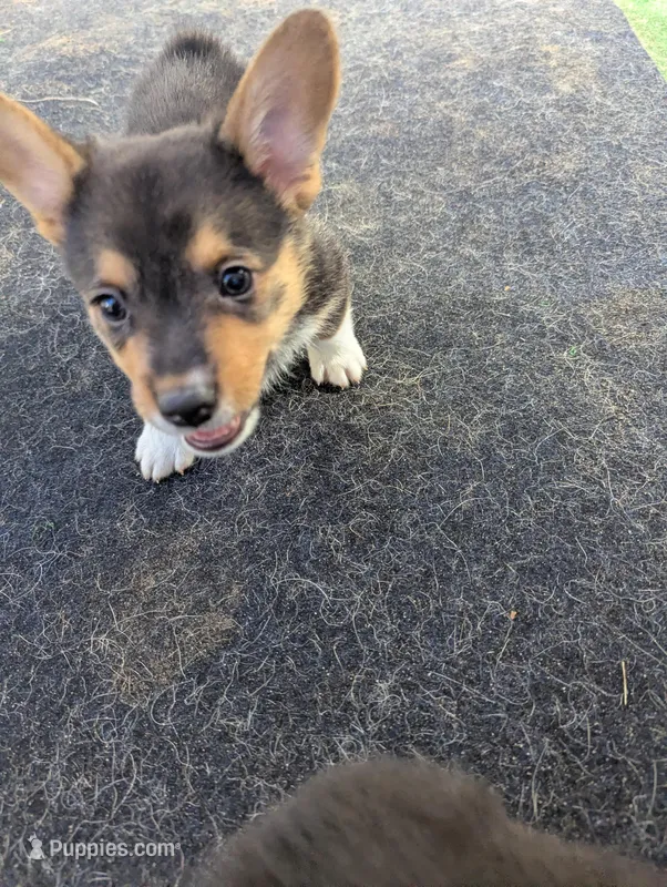 Jubel – Pembroke Welsh Corgi puppy for sale in Citra, FL