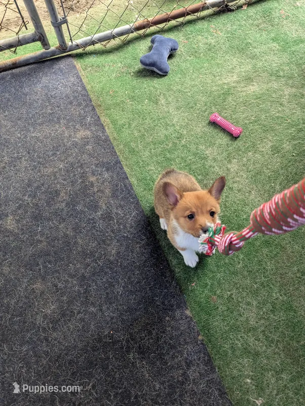 Jessa – Pembroke Welsh Corgi puppy for sale in Citra, FL