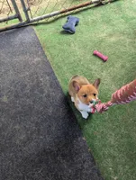 Jessa, a female Pembroke Welsh Corgi for sale in Citra, FL – 1 of 2