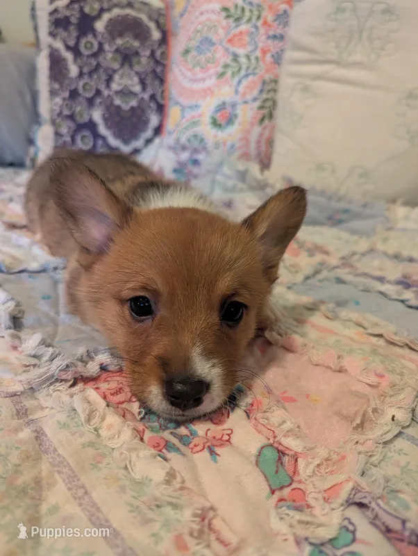 Jessa – Pembroke Welsh Corgi puppy for sale in Citra, FL