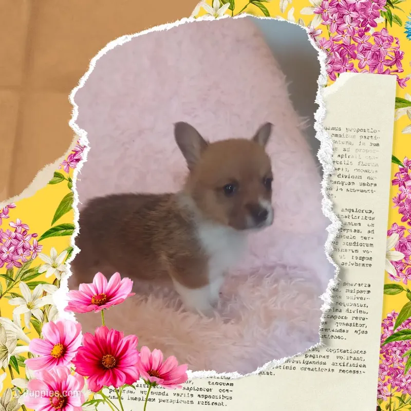 Jessa – Pembroke Welsh Corgi puppy for sale in Citra, FL