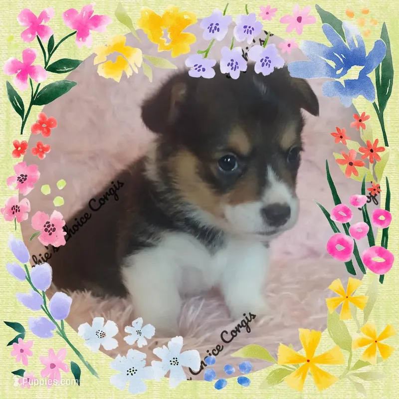 JR – Pembroke Welsh Corgi puppy for sale in Citra, FL