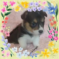 JR, a male Pembroke Welsh Corgi for sale in Citra, FL – 2 of 2