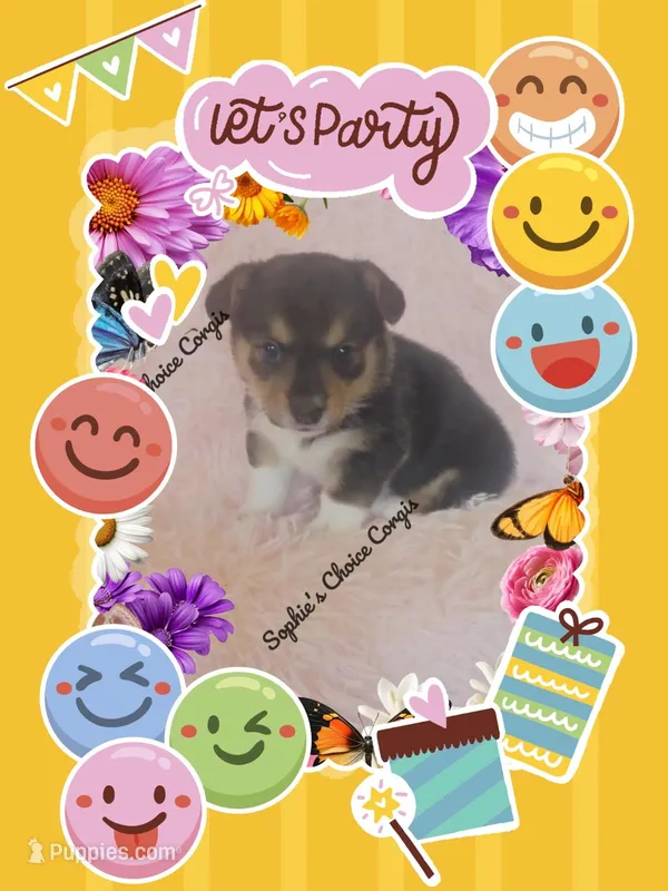 Jubel – Pembroke Welsh Corgi puppy for sale in Citra, FL