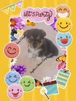Jubel, a male Pembroke Welsh Corgi for sale in Citra, FL – 2 of 2