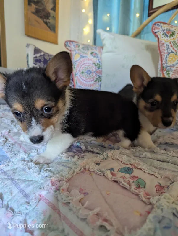 JR – Pembroke Welsh Corgi puppy for sale in Citra, FL