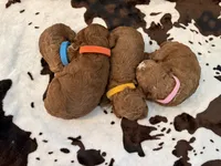 Spice , a female Cockapoo for sale in Fort Myers, FL – 5 of 6