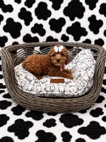 Wednesday , a female Cockapoo for sale in Fort Myers, FL – 1 of 4