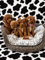 Pumpkin , a male Cockapoo for sale in Fort Myers, FL – 5 of 5