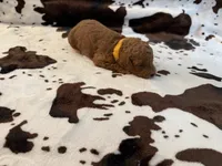 Spice , a female Cockapoo for sale in Fort Myers, FL – 2 of 6