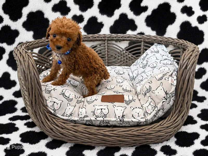 Ghost , a male Cockapoo for sale in Fort Myers, FL – 1 of 5