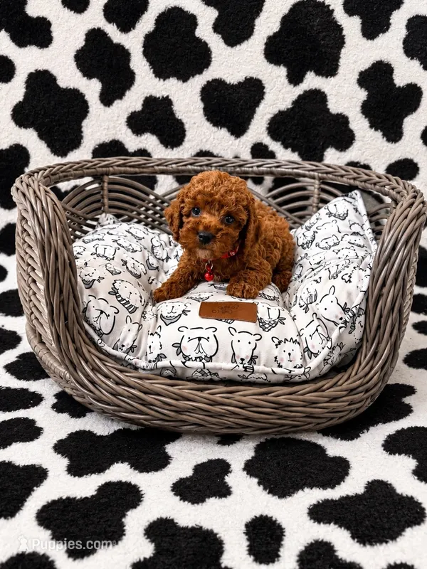 Pumpkin , a male Cockapoo for sale in Fort Myers, FL – 1 of 5