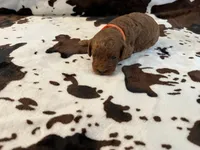 Pumpkin , a male Cockapoo for sale in Fort Myers, FL – 2 of 5