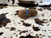 Ghost , a male Cockapoo for sale in Fort Myers, FL – 3 of 5